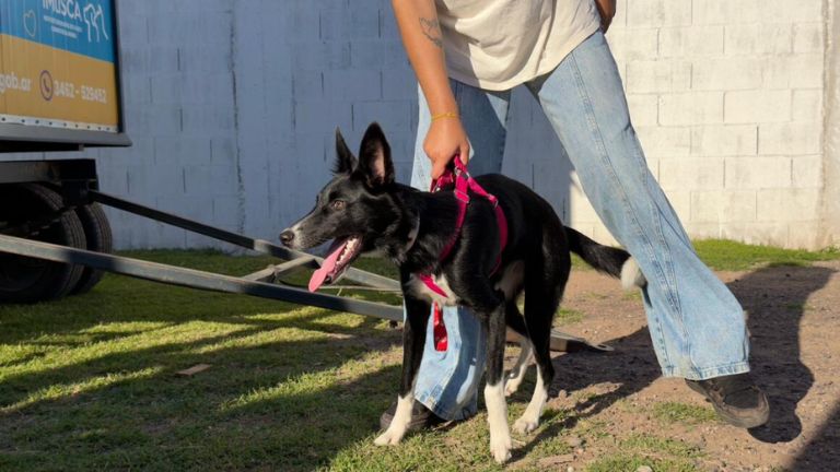 Reanudan operativos de vacunación y castración animal en barrio Santa Fe